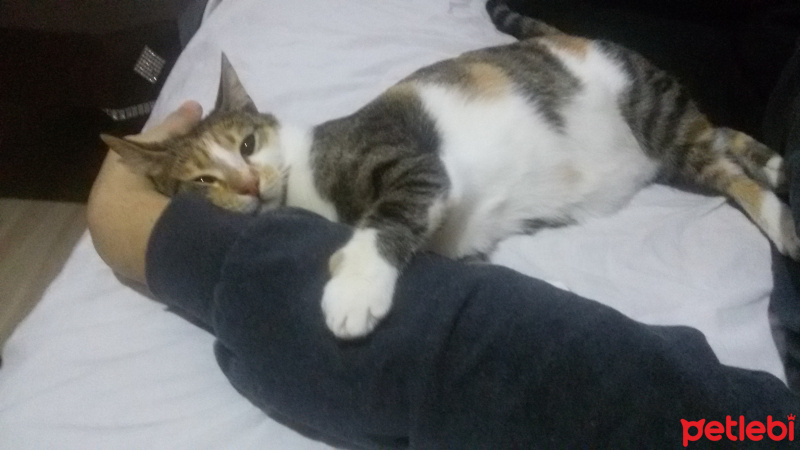 Tekir Kedi, Kedi  MİNNOŞ  fotoğrafı