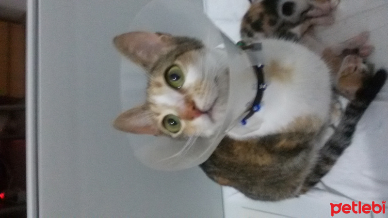Tekir Kedi, Kedi  MİNNOŞ  fotoğrafı
