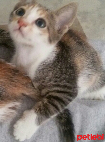 Tekir Kedi, Kedi  MİNNOŞ  fotoğrafı
