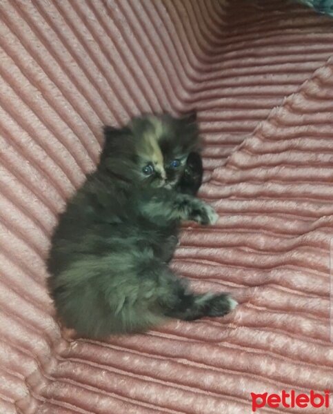 British Longhair, Kedi  Sevimli fotoğrafı