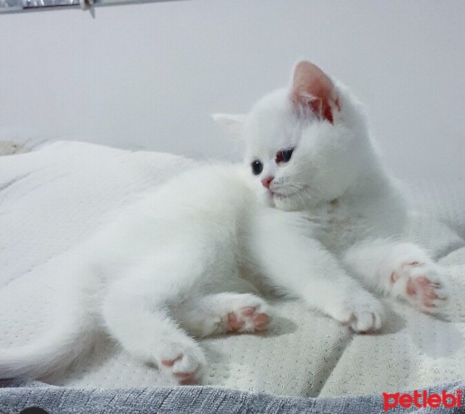 British Longhair, Kedi  Sevimli fotoğrafı