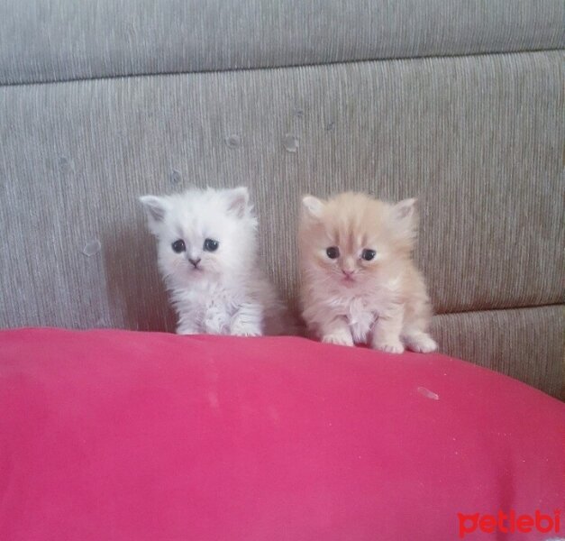 British Longhair, Kedi  Sevimli fotoğrafı