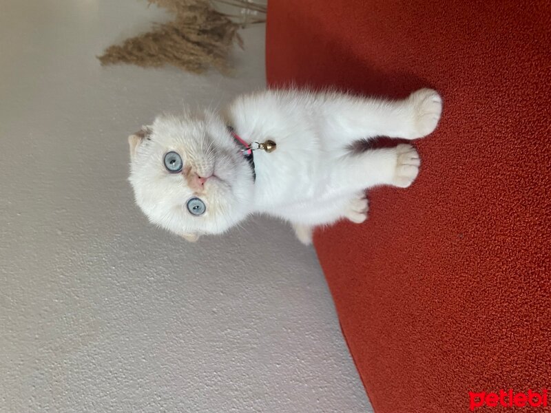 Scottish Fold, Kedi  Bıdık fotoğrafı