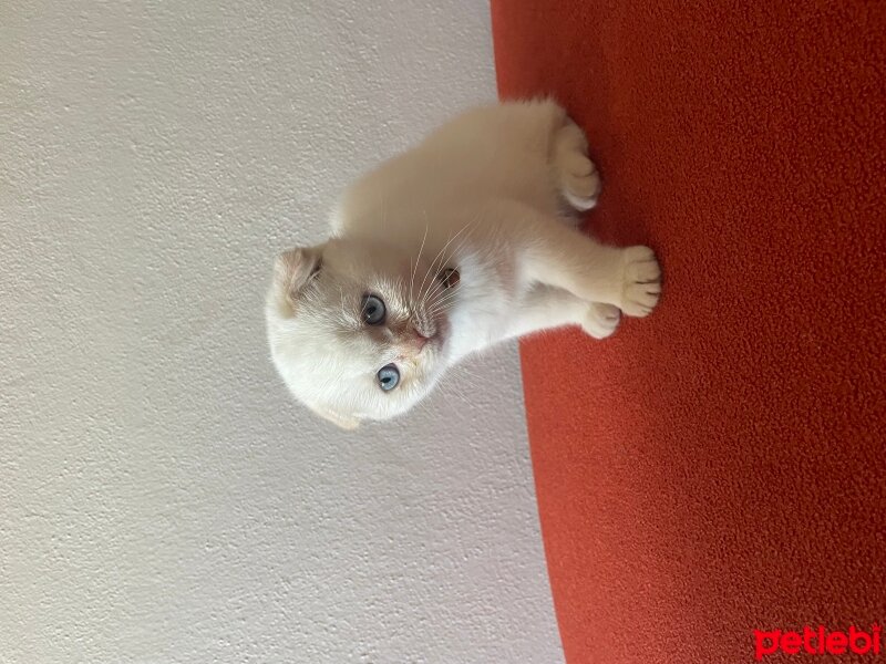 Scottish Fold, Kedi  Bıdık fotoğrafı