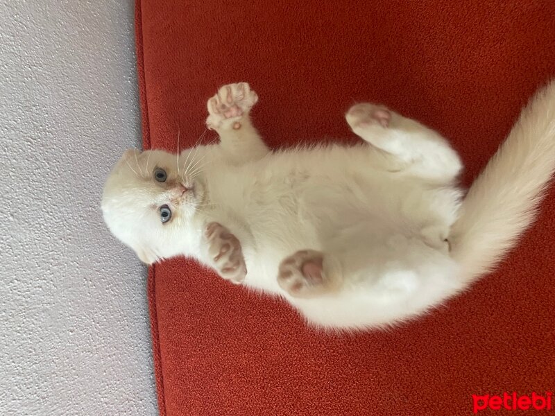 Scottish Fold, Kedi  Bıdık fotoğrafı