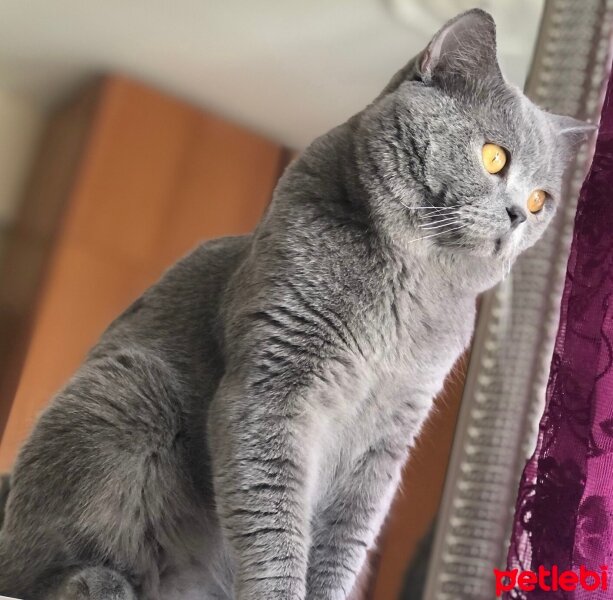 British Shorthair, Kedi  Duman fotoğrafı