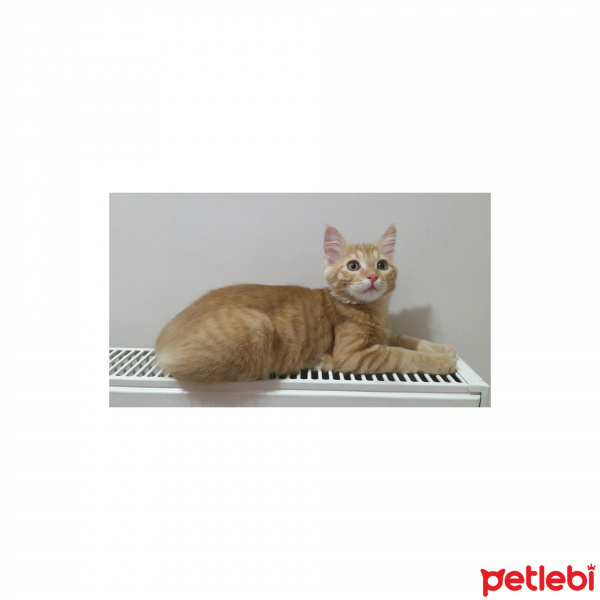 Tekir Kedi, Kedi  Portakal fotoğrafı