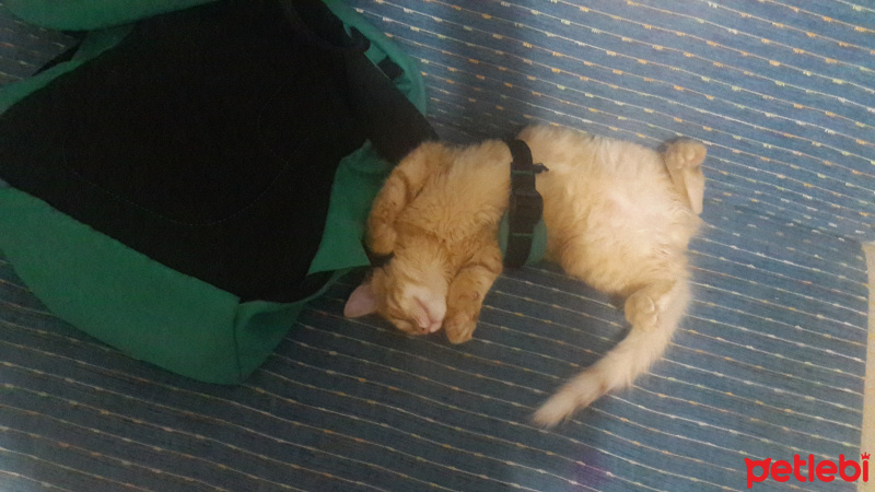 Tekir Kedi, Kedi  Portakal fotoğrafı