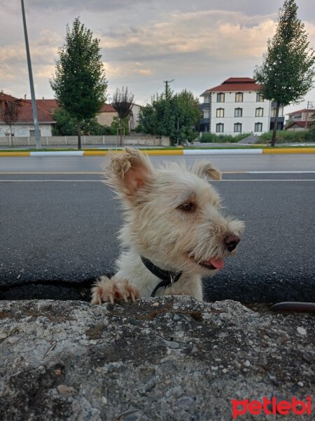 Affenpinscher, Köpek  hera fotoğrafı