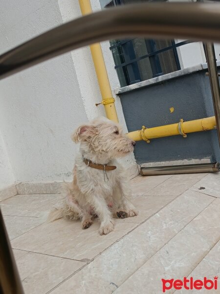 Affenpinscher, Köpek  hera fotoğrafı