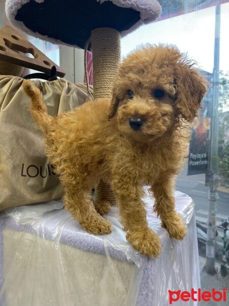 Poodle(Standart Kaniş), Köpek  Köpük fotoğrafı