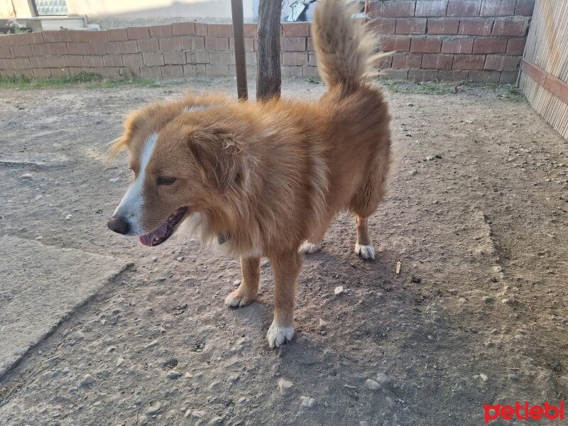 Border Collie, Köpek  BADEM fotoğrafı