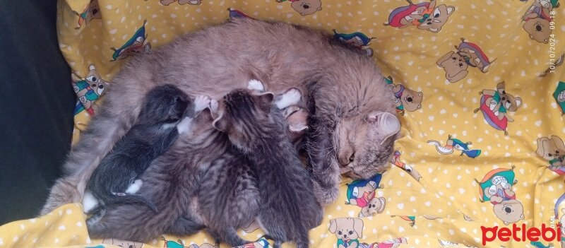 British Longhair, Kedi  4 yavrumuzla yuva fotoğrafı