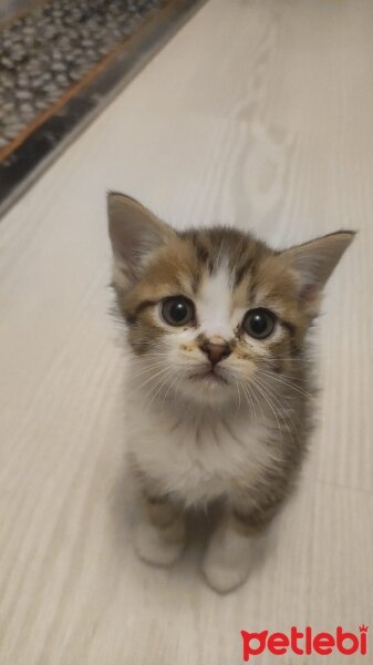 British Longhair, Kedi  4 yavrumuzla yuva fotoğrafı