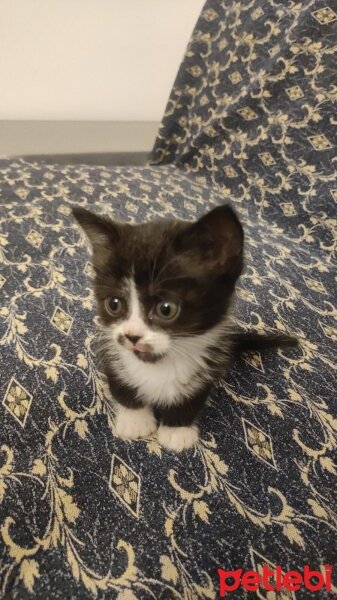 British Longhair, Kedi  4 yavrumuzla yuva fotoğrafı