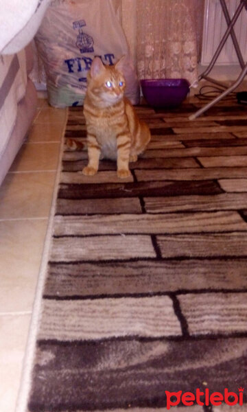 British Shorthair, Kedi  Karfuj fotoğrafı