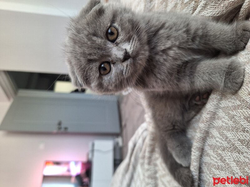 Scottish Fold, Kedi  Gariban fotoğrafı