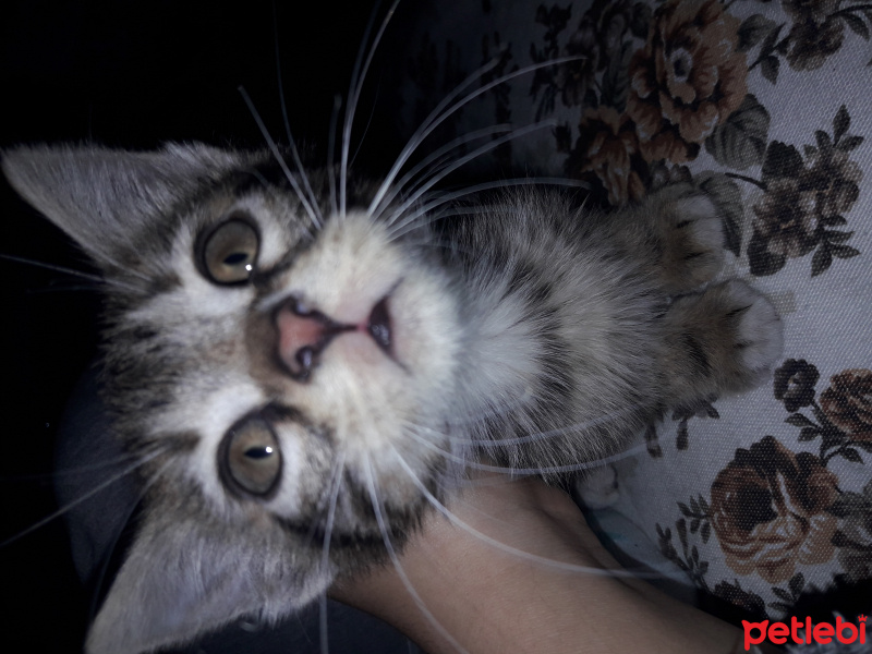 Tekir Kedi, Kedi  mathilda fotoğrafı