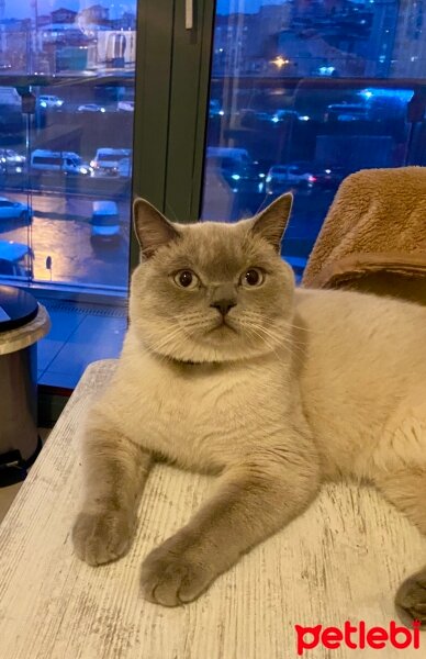 British Shorthair, Kedi  Murfy fotoğrafı