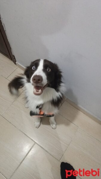 Border Collie, Köpek  GOFRET fotoğrafı