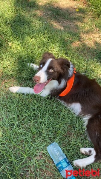 Border Collie, Köpek  GOFRET fotoğrafı