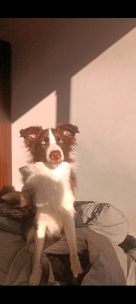 Border Collie, Köpek  GOFRET fotoğrafı