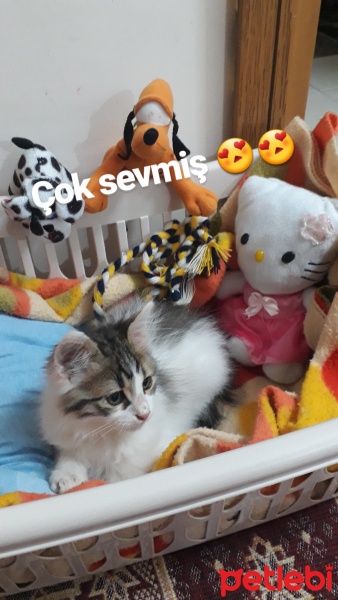 Tekir Kedi, Kedi  Çerez fotoğrafı