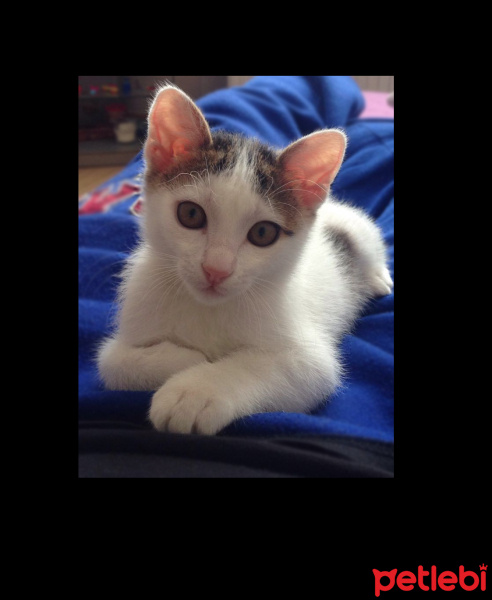 Tekir Kedi, Kedi  thetis fotoğrafı
