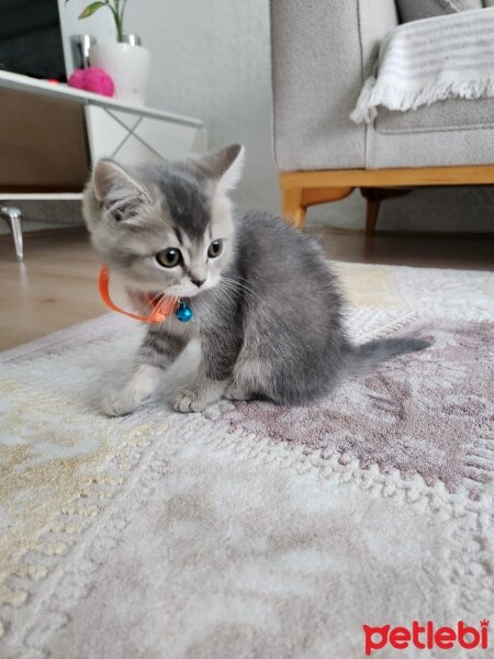 Ragdoll, Kedi  Duman fotoğrafı