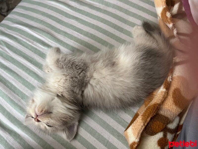 British Shorthair, Kedi  Pamuk fotoğrafı