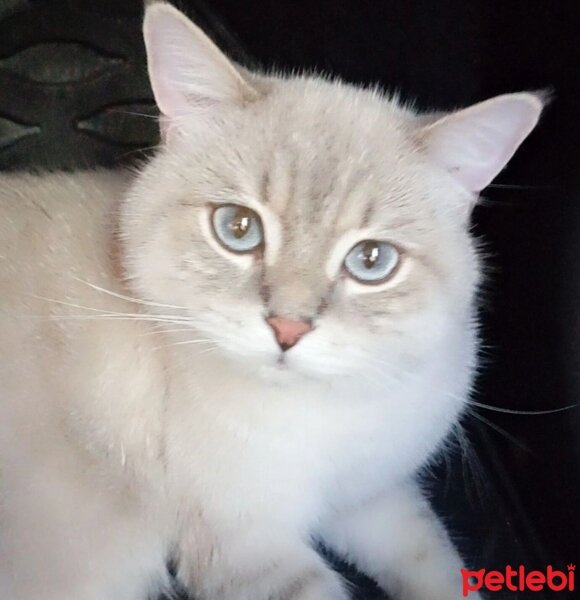 British Shorthair, Kedi  Poncik fotoğrafı