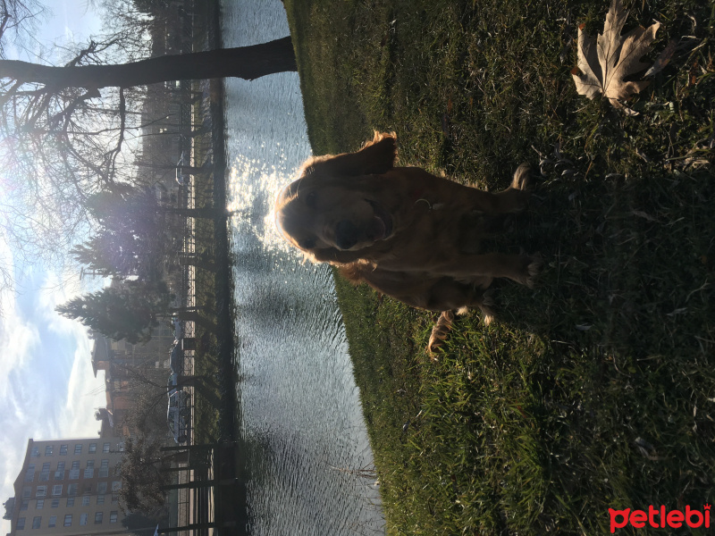 Amerikan Cocker Spaniel, Köpek  Baron fotoğrafı
