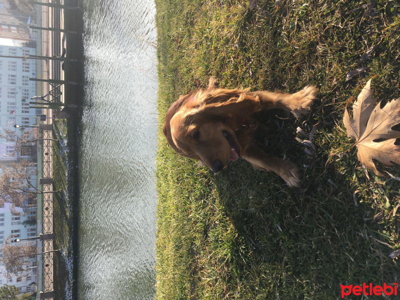 Amerikan Cocker Spaniel, Köpek  Baron fotoğrafı