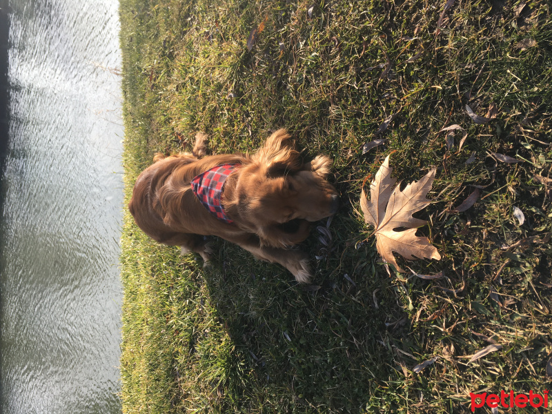 Amerikan Cocker Spaniel, Köpek  Baron fotoğrafı