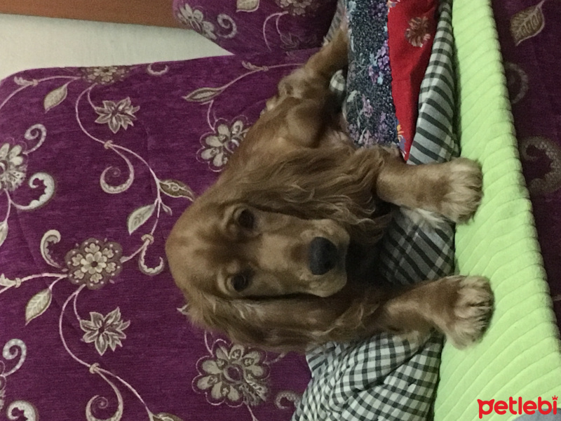 Amerikan Cocker Spaniel, Köpek  Baron fotoğrafı