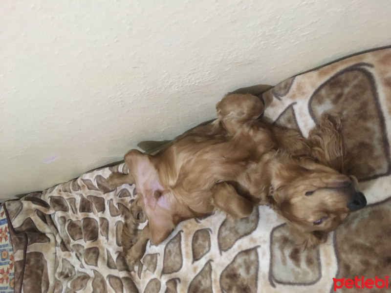 Amerikan Cocker Spaniel, Köpek  Baron fotoğrafı