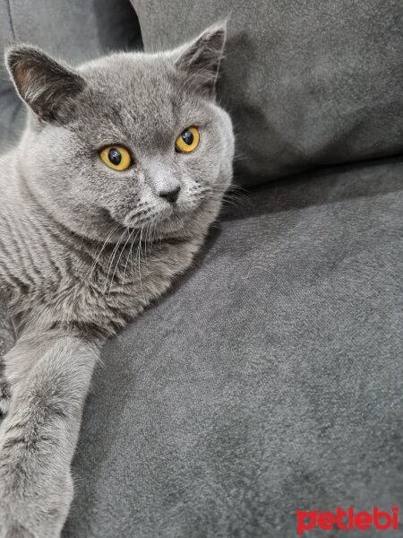 British Shorthair, Kedi  Bambam fotoğrafı