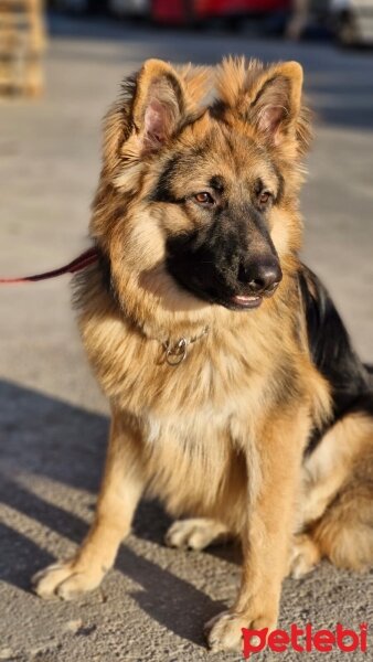 Alman Çoban Köpeği, Köpek  Pars fotoğrafı