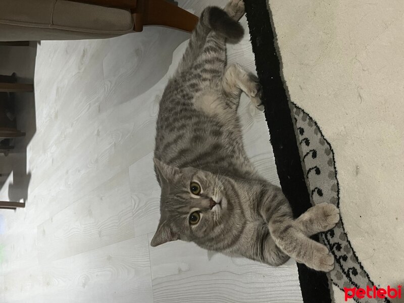 Scottish Fold, Kedi  berduş fotoğrafı