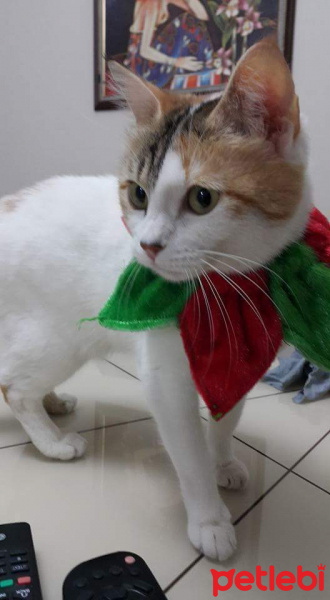 Tekir Kedi, Kedi  Pisi fotoğrafı