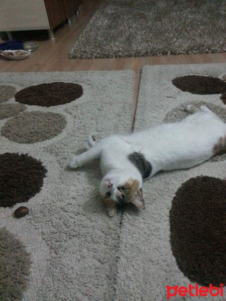 Tekir Kedi, Kedi  Pisi fotoğrafı