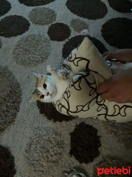 Tekir Kedi, Kedi  Pisi fotoğrafı