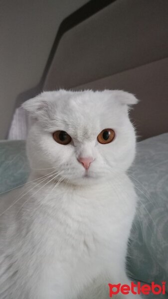 Scottish Fold, Kedi  Nazlı fotoğrafı