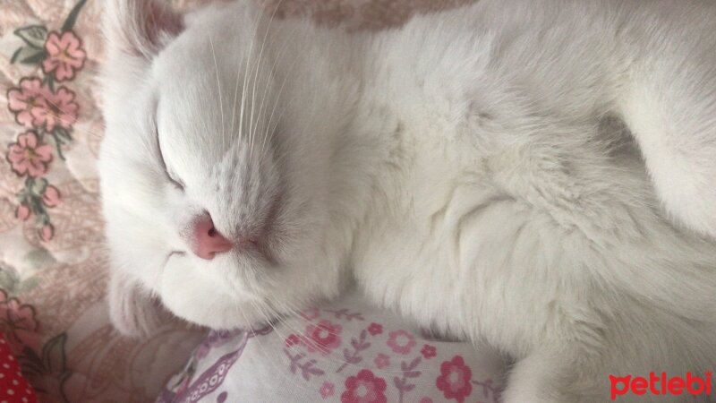 Scottish Fold, Kedi  Nazlı fotoğrafı