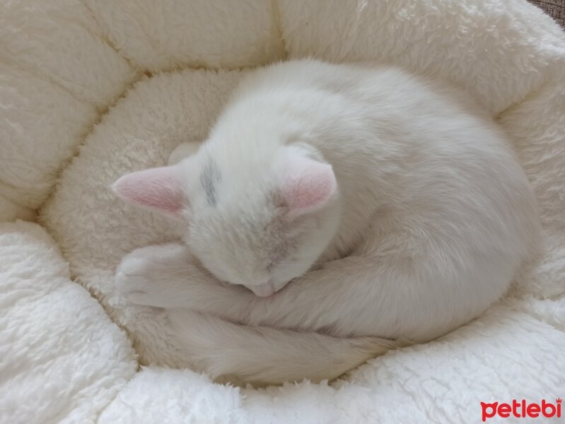 Van Kedisi, Kedi  Dolunay fotoğrafı