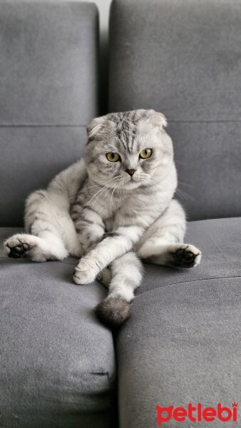 Scottish Fold, Kedi  Sirius fotoğrafı