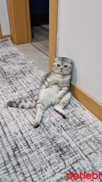 Scottish Fold, Kedi  Sirius fotoğrafı