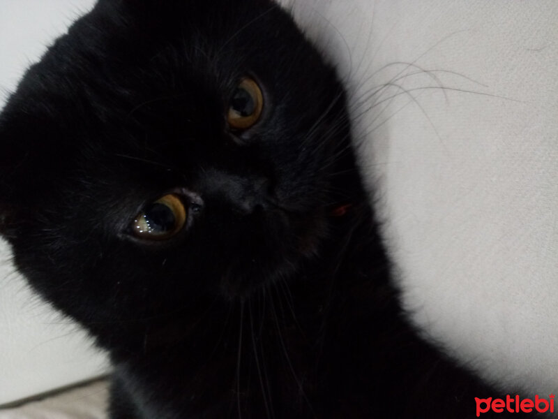 Chinchilla, Kedi  Zeytin fotoğrafı