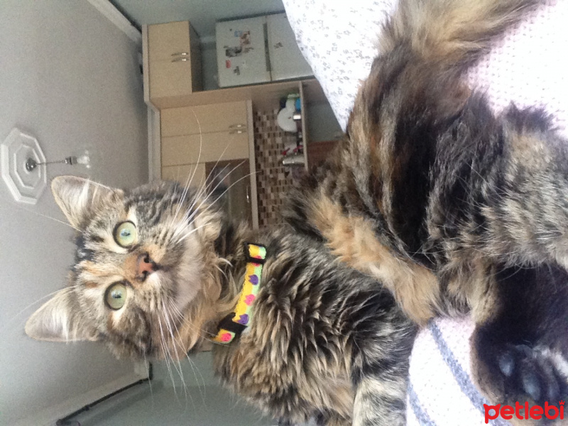 Ankara Kedisi, Kedi  Patrişya fotoğrafı