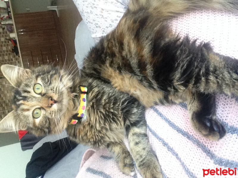 Ankara Kedisi, Kedi  Patrişya fotoğrafı
